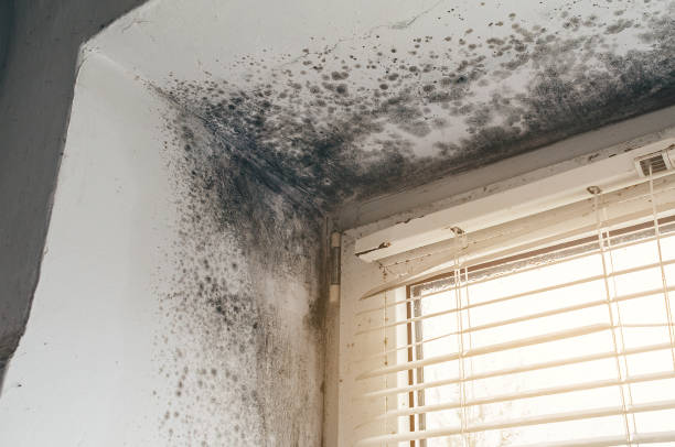 Affordable Black Mold Remediation solutions in Wade, NC